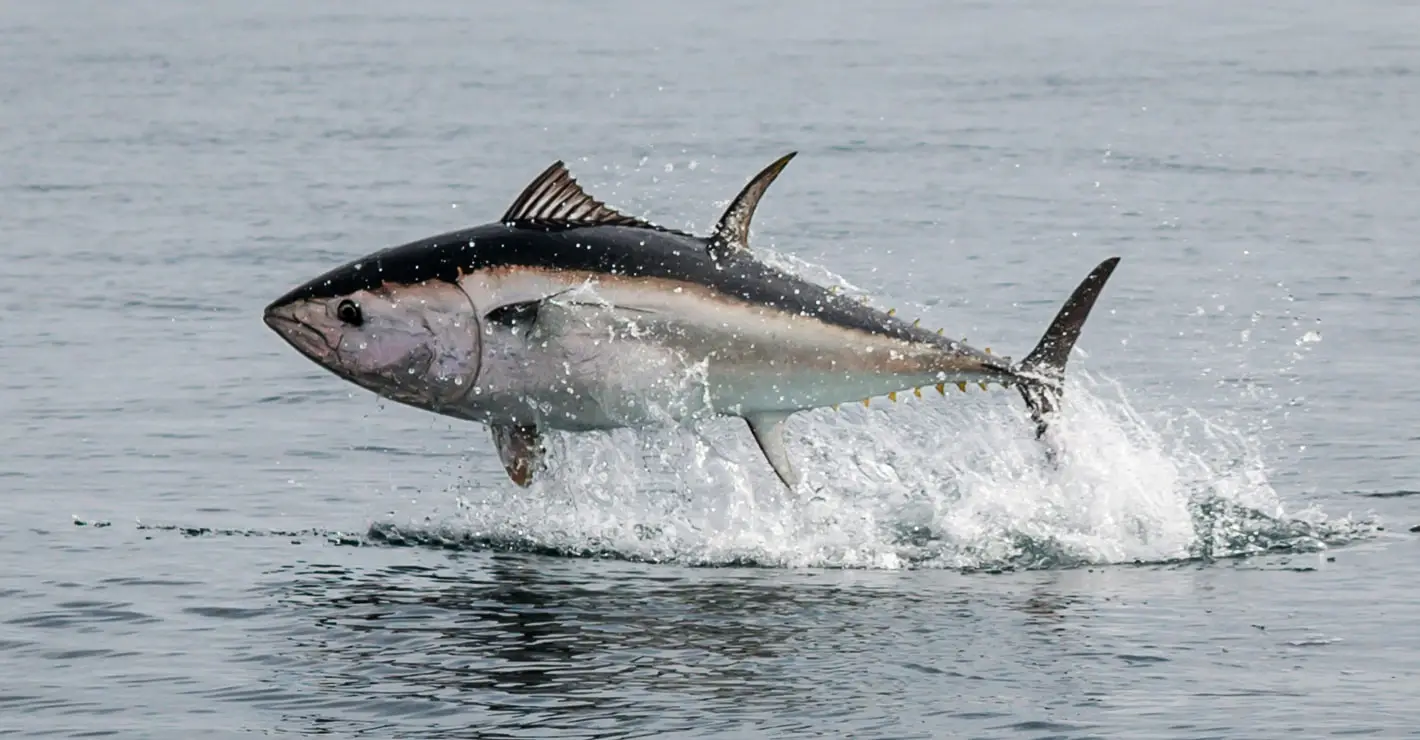Cold Storage for Fish and Tuna